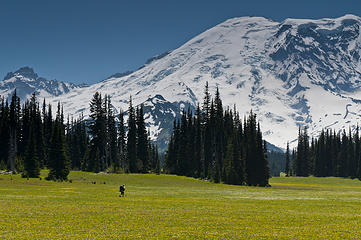 Hiker in Grand Park dwarfed by Mt Rainier (16)