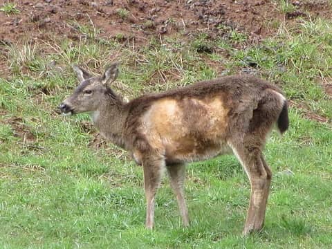 NWHikers View topic Deer HLS or Shedding Molting Education Lesson