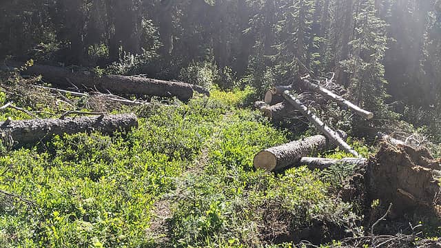 Freshly cleared logs, yay!