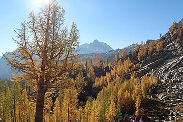 larches and Cardinal Peak