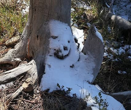 Happy tree snow along the trail