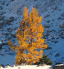 First sunlit larch