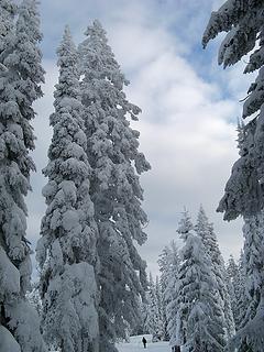 Hiker Beneath Taller Snowy Trees