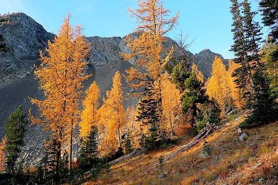 More variety of larches in morning sun
