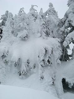 Snow Tree Wall