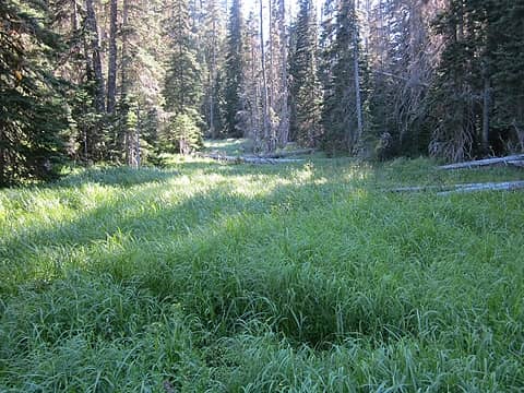2.2 second, larger meadow south of Morse Creek
