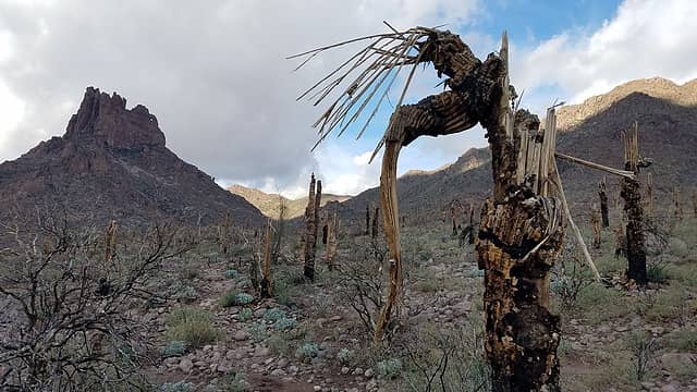 hundreds of burned saguaros, something I had never seen before