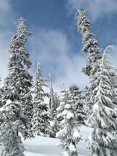 Snowy Trees 1