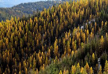 Fields of Larches