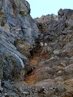 Goats going up the gully