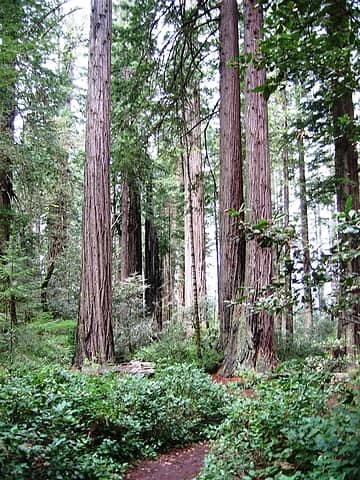 Redwoods in Redwood NP