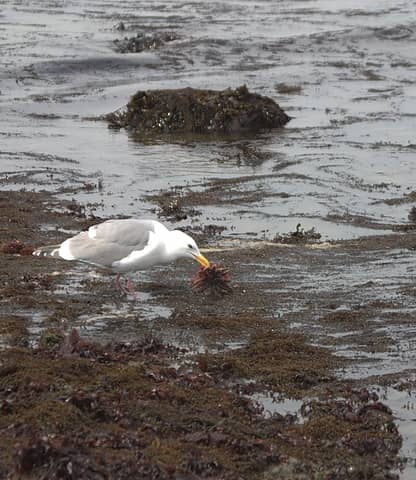 Gull eating a starfish, or as we landers call it, "Lunch at Ivar's".