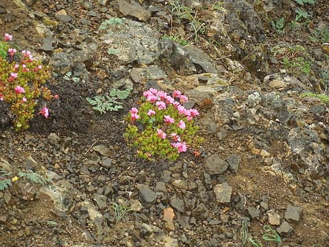 MtTownsend-more small flowering ground cover