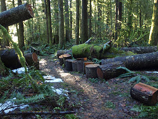 Trail Is Logged Out