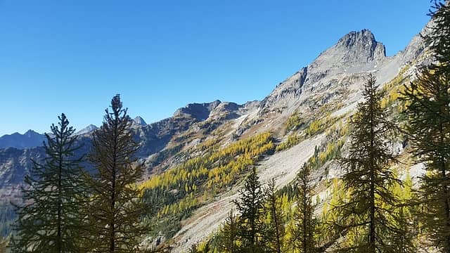 looking back at larches