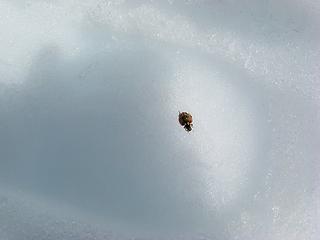 First ladybug sighting of the year, sitting in a footprint on the snow