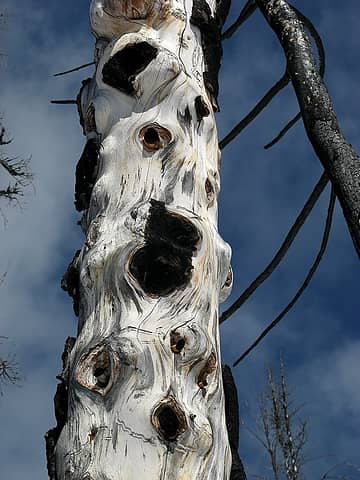 Gnarly silver tree trunk