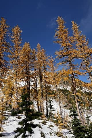 Tall larches along the trail