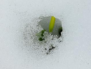 tiny flower through a window of new snow