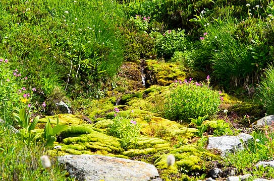 another beautiful mossy section near a creek