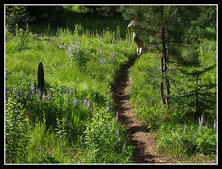 Trail In Meadow