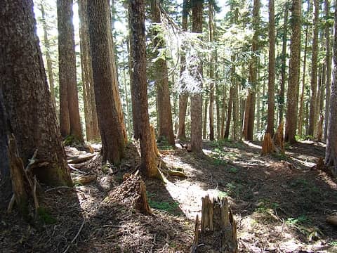 From this point we traveleded through old growth forest to near the confluence of the two major branches of Rustler Creek. Some sections were open old growth forests.