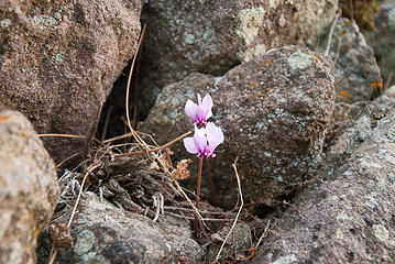 flower on cliff