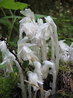 Indian Pipe On Suiattle Trail