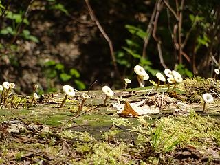 Little mushrooms on a big log