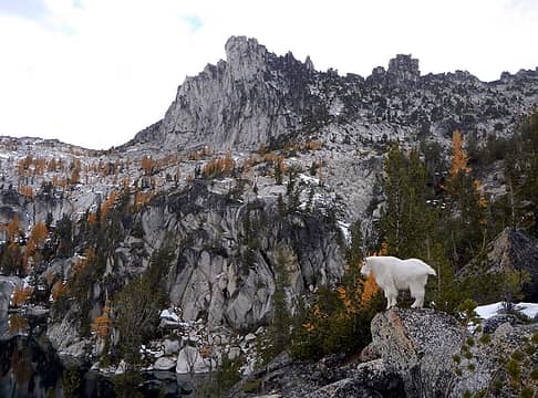 goat posing below Prusik Peak