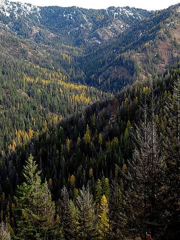 Larches up the North Fork Bear Creek