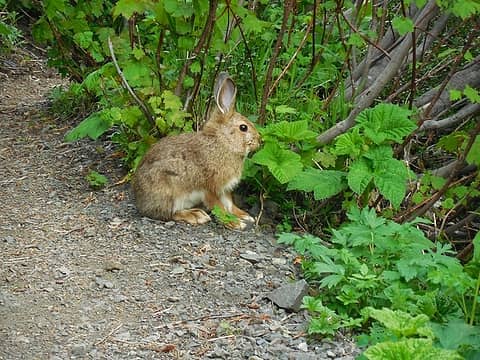 Rabbit, not particularly phased by my presence chilling out on the trail down
