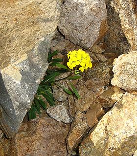 Flowers amid the rocks below Tupshin