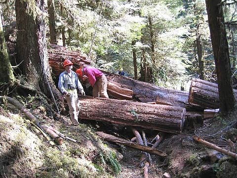 Trail crew working on cedar