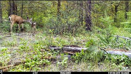 Not Often You See A Buck Interacting With A Fawn