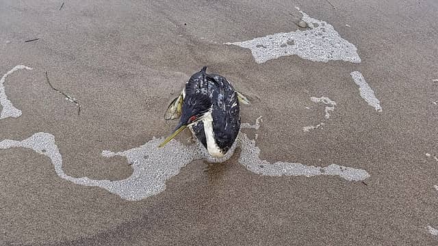 We saw several of theses birds in the sand and surf. They appeared to be hurt with something broken this one was the worst he could not even limp away from me.