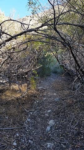 a footpath through the brush