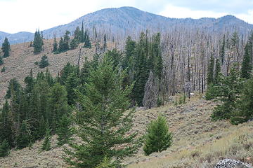looking back to west....stay south (left) of burned area on ridge crest. Mt. McCay in distance.