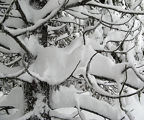 6-inch snow on 1-inch branches