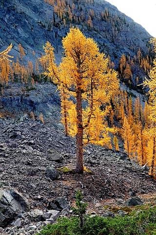 A big larch catching light in front of the shadowed ridge