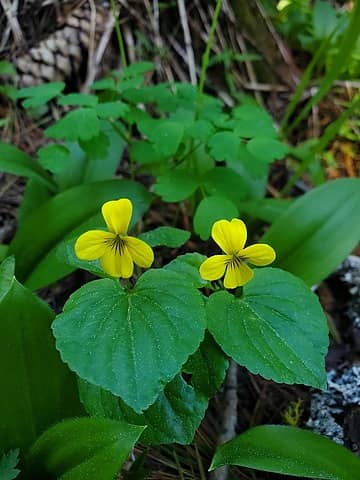 downy yellow violets