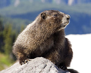 June, Mt. Rainier Marmot