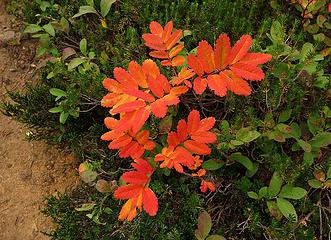 Hunter Orange leaves