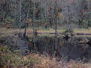 Still More Pond Reflections