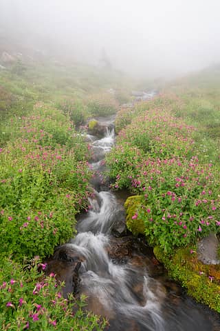 Flowers alongside a stream