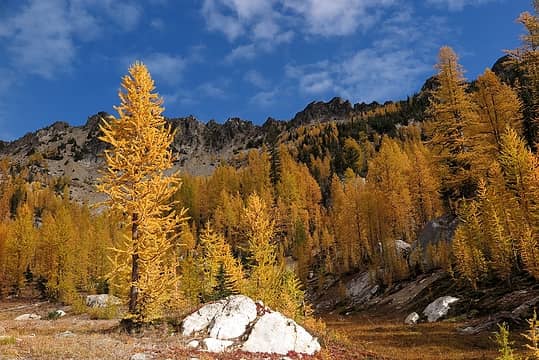 one larch catches the light