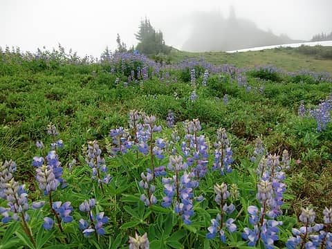 At the col we were greeted with an abundance of wildflowers (Photo: Jan).