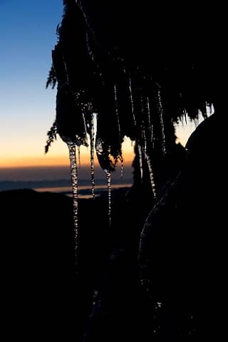 Icicles catching the last light