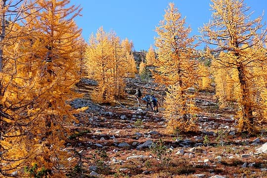 Hiking through the aisles of larches