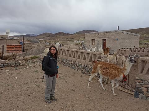 Llamas just outside town